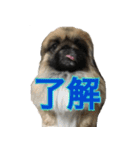 pekinese fuuta（個別スタンプ：11）