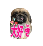 pekinese fuuta（個別スタンプ：12）