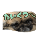 pekinese fuuta（個別スタンプ：14）