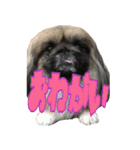 pekinese fuuta（個別スタンプ：15）