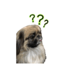 pekinese fuuta（個別スタンプ：16）