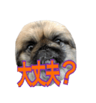 pekinese fuuta（個別スタンプ：18）