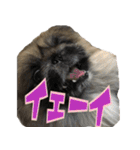 pekinese fuuta（個別スタンプ：20）
