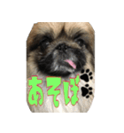 pekinese fuuta（個別スタンプ：22）