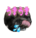 pekinese fuuta（個別スタンプ：23）