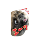 pekinese fuuta（個別スタンプ：25）