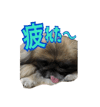 pekinese fuuta（個別スタンプ：26）