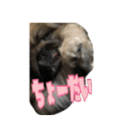 pekinese fuuta（個別スタンプ：27）