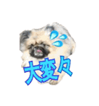 pekinese fuuta（個別スタンプ：28）