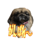 pekinese fuuta（個別スタンプ：29）