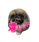 pekinese fuuta（個別スタンプ：30）
