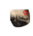 pekinese fuuta（個別スタンプ：31）