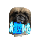 pekinese fuuta（個別スタンプ：32）