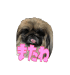 pekinese fuuta（個別スタンプ：33）