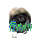 pekinese fuuta（個別スタンプ：34）