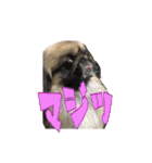 pekinese fuuta（個別スタンプ：35）