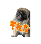 pekinese fuuta（個別スタンプ：37）