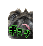 pekinese fuuta（個別スタンプ：38）