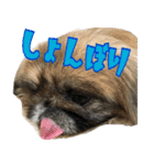 pekinese fuuta（個別スタンプ：39）