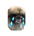 pekinese fuuta（個別スタンプ：40）