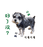 My Schnauzer V（個別スタンプ：1）