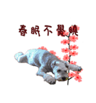 My Schnauzer V（個別スタンプ：3）