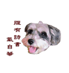 My Schnauzer V（個別スタンプ：4）