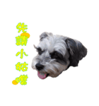 My Schnauzer V（個別スタンプ：5）