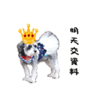 My Schnauzer V（個別スタンプ：6）
