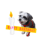 My Schnauzer V（個別スタンプ：7）