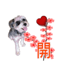 My Schnauzer V（個別スタンプ：8）