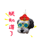 My Schnauzer V（個別スタンプ：10）