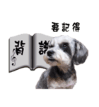My Schnauzer V（個別スタンプ：12）