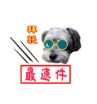 My Schnauzer V（個別スタンプ：13）