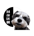 My Schnauzer V（個別スタンプ：15）