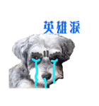 My Schnauzer V（個別スタンプ：16）