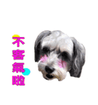 My Schnauzer V（個別スタンプ：17）