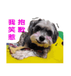 My Schnauzer V（個別スタンプ：18）