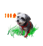 My Schnauzer V（個別スタンプ：19）