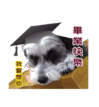 My Schnauzer V（個別スタンプ：20）