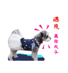 My Schnauzer V（個別スタンプ：21）
