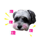 My Schnauzer V（個別スタンプ：22）