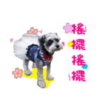 My Schnauzer V（個別スタンプ：23）