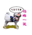 My Schnauzer V（個別スタンプ：24）