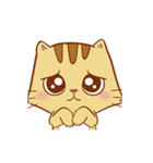 Brown Funny Cat (EN)（個別スタンプ：16）