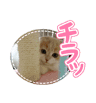 スコティッシュのねこちゃん（個別スタンプ：7）