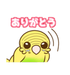 セキセイインコのポッポちゃん（個別スタンプ：11）