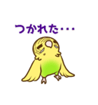 セキセイインコのポッポちゃん（個別スタンプ：12）