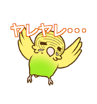 セキセイインコのポッポちゃん（個別スタンプ：15）