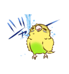 セキセイインコのポッポちゃん（個別スタンプ：39）